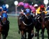 horse race