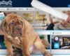 leovegas-spillehallen-denmark-online-casino-money-laundering-violations